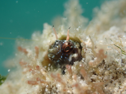 Gulf signal blenny (Emblemaria hypacanthus) — Chaenopsidae — 3