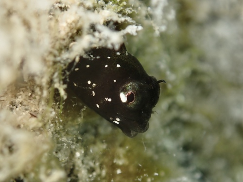 Scarletfin blenny (Coralliozetus micropes) — Chaenopsidae — 3