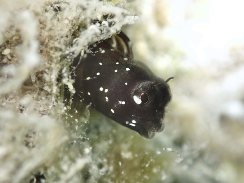 Scarletfin blenny (Coralliozetus micropes) — Chaenopsidae — 2