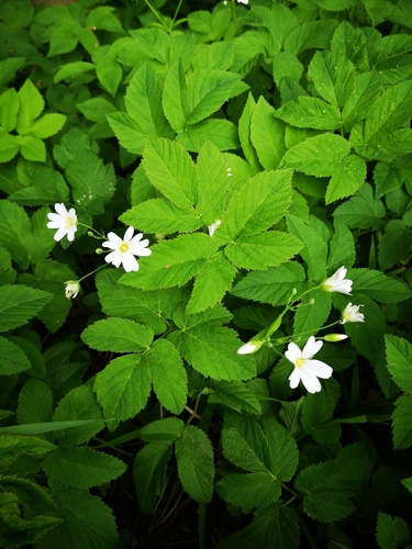 Krūmokšninė žliūgė