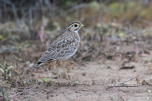iNaturalist image