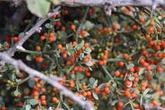 Viscum rotundifolium, photograph (c) Tony Rebelo, some rights reserved (CC BY-SA)