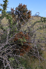 Viscum rotundifolium, photograph (c) Tony Rebelo, some rights reserved (CC BY-SA)