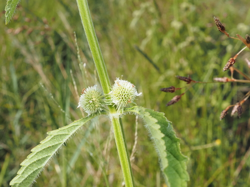Hyptis brevipes observed 2026-05-07