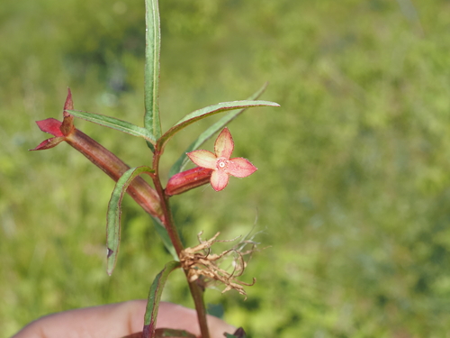 Ludwigia perennis observed 2026-05-07