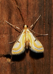 Tetrernia teminitis