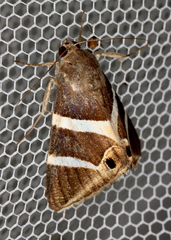 Grammodes oculicola