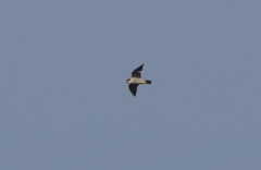Falco peregrinus brookei