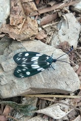 Eterusia aedea formosana