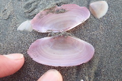 Gari lineolata