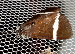 Coenotoca subaspersa