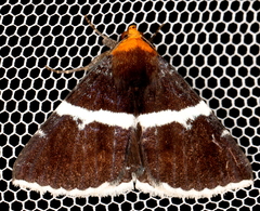 Buzara frontinus