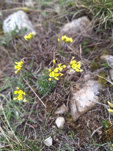 Woolly-fruited Whitlow-grass
