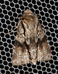 Turnerinycta phaeocosma