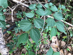 Celtis biondii