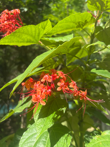 Clerodendrum intermedium observed 2026-05-08