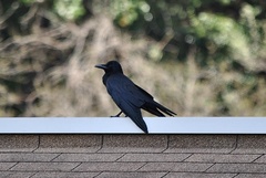 Corvus macrorhynchos