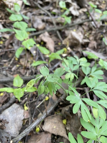 Наблюдение на iNaturalist