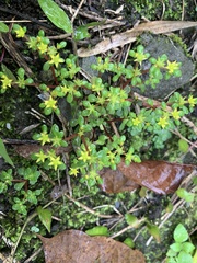 Sedum actinocarpum