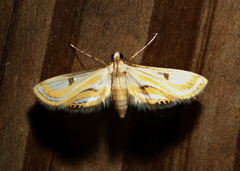 Tetrernia teminitis