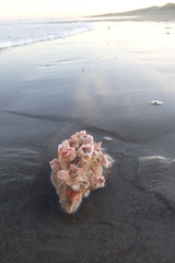 Diacanthurus spinulimanus