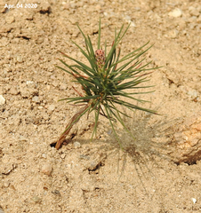 Pinus densiflora