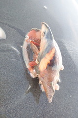Diacanthurus spinulimanus
