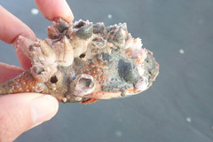 Diacanthurus spinulimanus