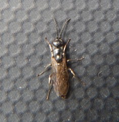 Thynnoidea