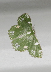 Eucyclodes fascinans