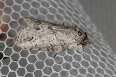 Nycteola polycyma
