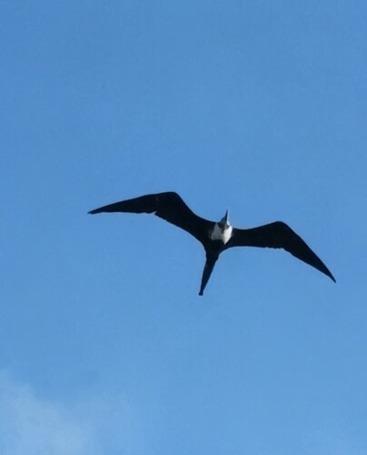 Magnificent Frigatebird