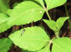 Gigantothrips elegans