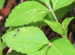 Gigantothrips elegans