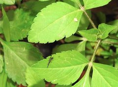 Gigantothrips elegans