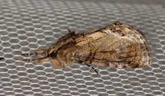 Zalissa catocalina