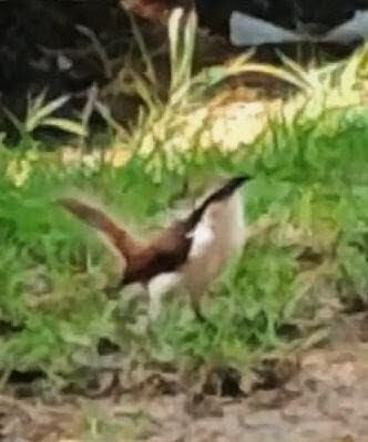 Bicolored Wren