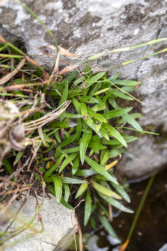 Disa tripetaloides, photograph 1