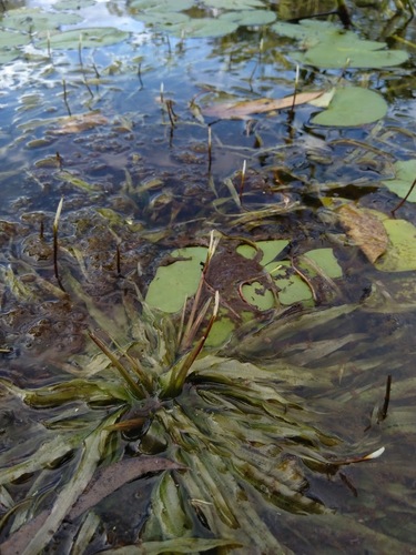 Image of Blyxa aubertii by (c) Tony van Kampen, some rights reserved (CC BY)