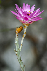 Syncarpha canescens, photograph (c) magriet b, some rights reserved (CC BY-SA)