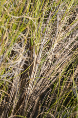 Pseudopentameris macrantha, photograph (c) magriet b, some rights reserved (CC BY-SA)
