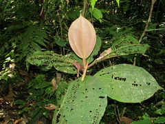 Miconia paleacea