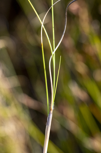 Pseudopentameris macrantha, photograph 6