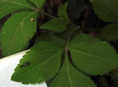 Gigantothrips elegans