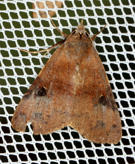Avatha discolor