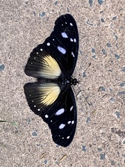 Hypolimnas anthedon wahlbergi