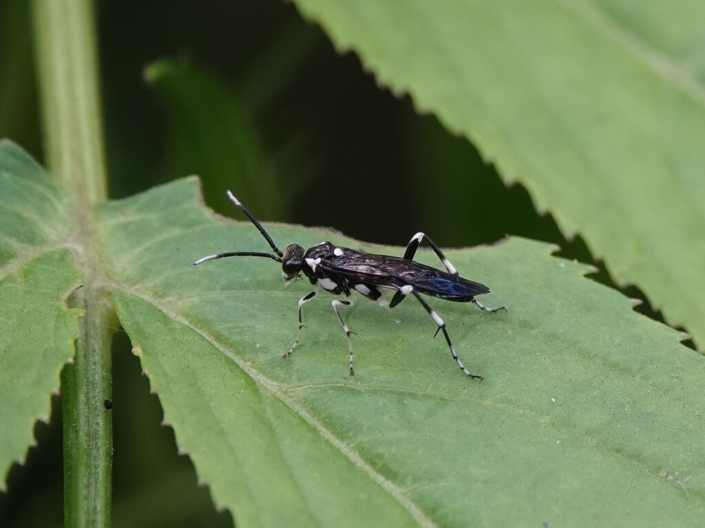 Macrophya tattakana
