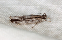 Ardozyga phloeodes