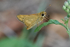 Taractrocera ina