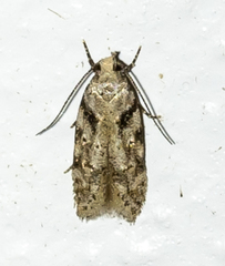 Chionodes mediofuscella